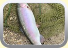 Forellenfischen der Jugend 2025
Regenbogenforelle

