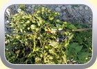 Carlos großer Fang 
Tomaten am Strauch (im leeren See gewachsen) ca. 18 Pfund
geblinkert am 5. September 2018